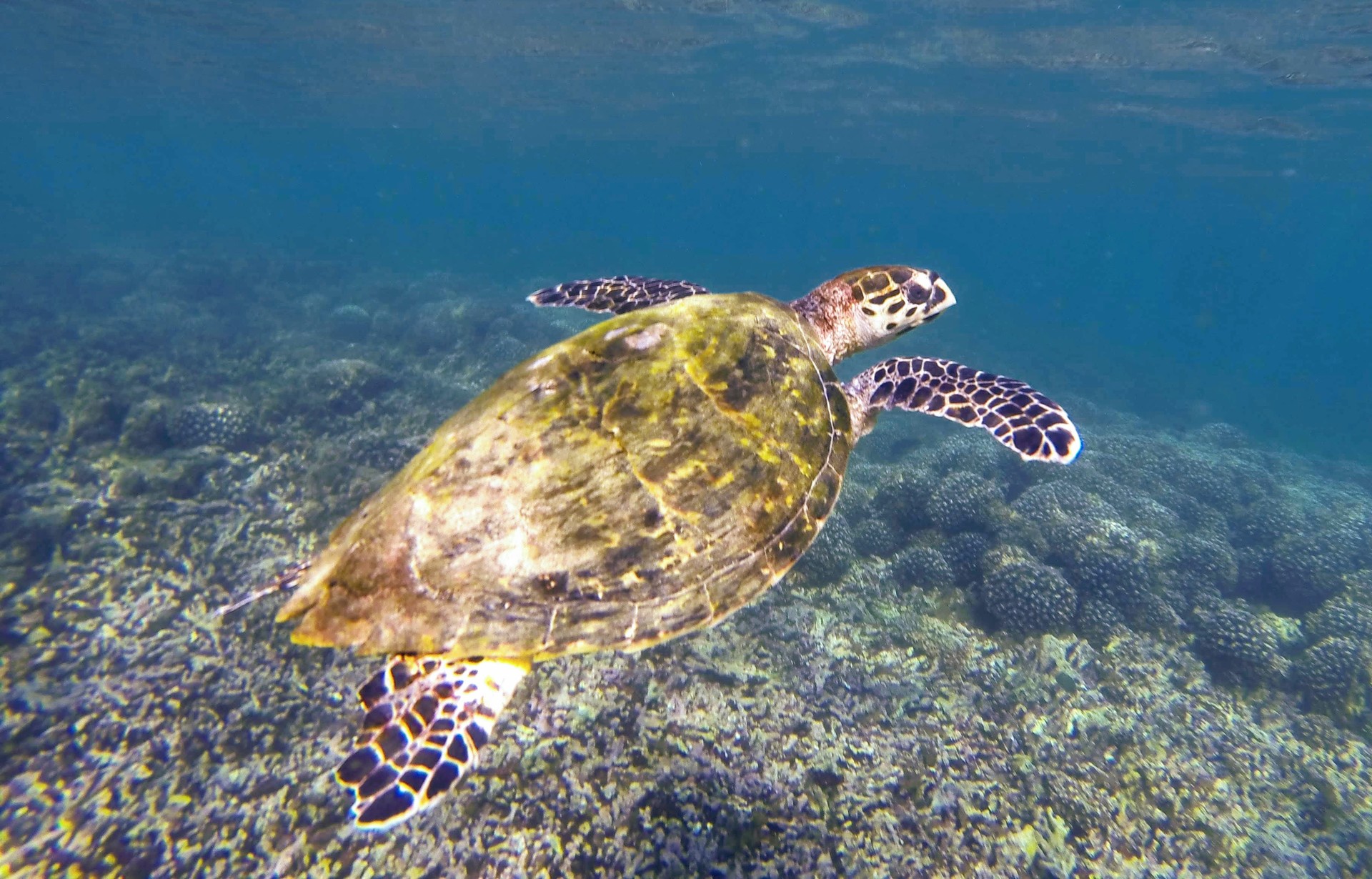 Hawksbill Sea Turtle